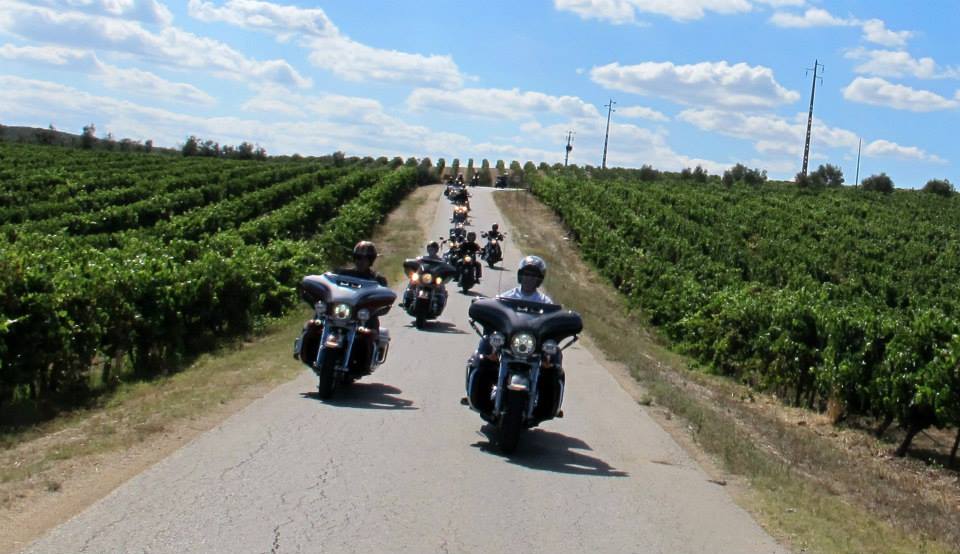 dans les vignes